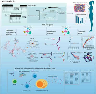 Identification of stromal cell proportion-related genes in the breast cancer tumor microenvironment using CorDelSFS feature selection: implications for tumor progression and prognosis